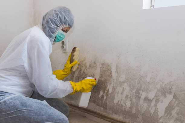 Best Industrial Mold Remediation  in Ontario, CA